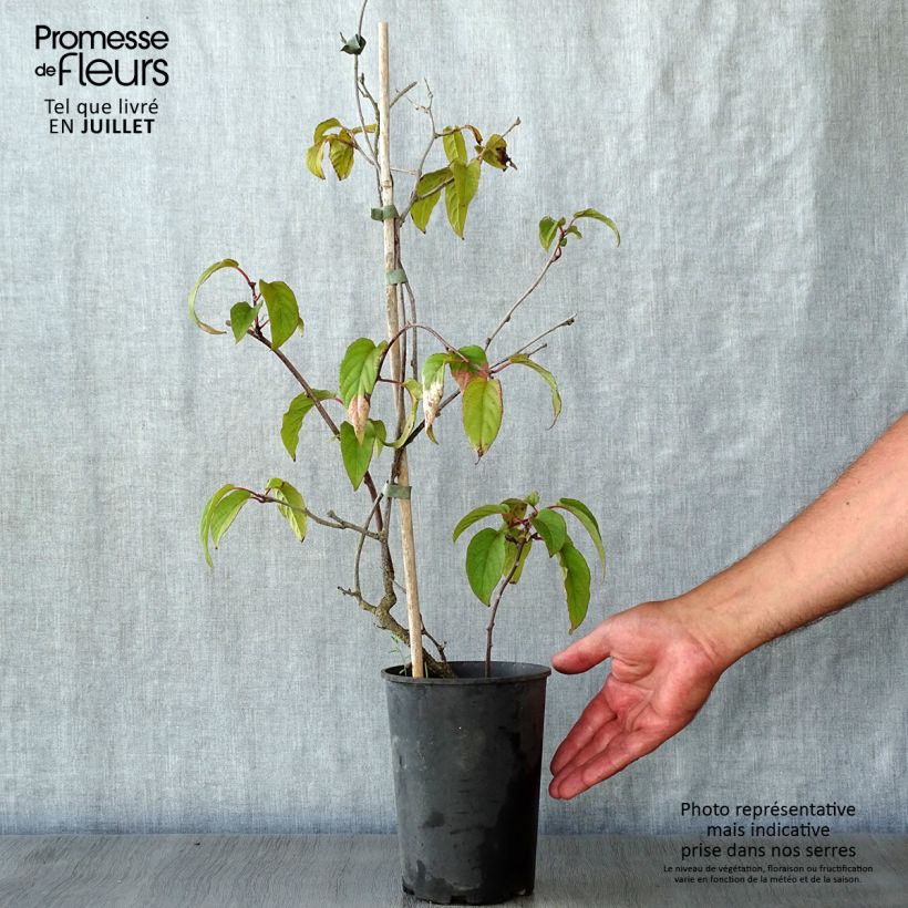 Ejemplar de Actinidia pilosula - Kiwi siberiano Maceta 2L/3L entregado en verano