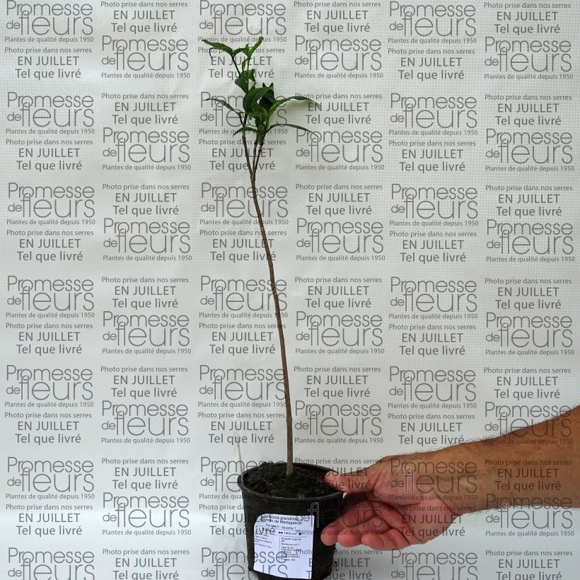 Ejemplar de Adansonia grandidieri - Baobab de Grandidier Maceta de 12 cm / 13 cm entregado en verano