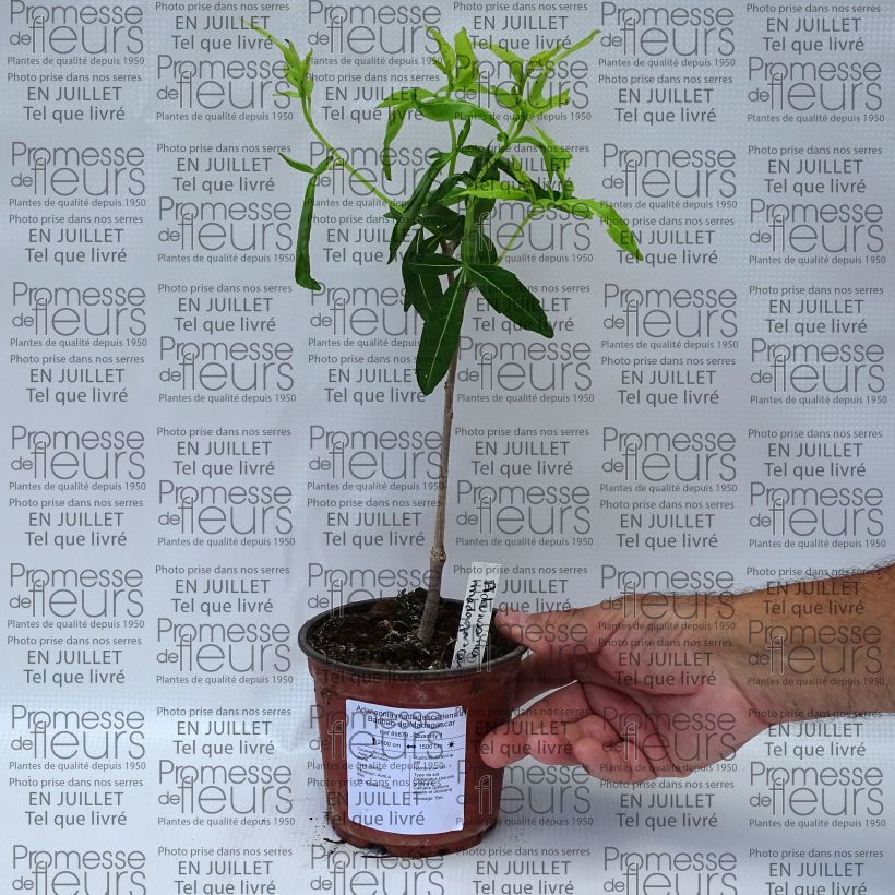 Ejemplar de Adansonia madagascariensis - Baobab de Madagascar Pot de 12 cm entregado en verano