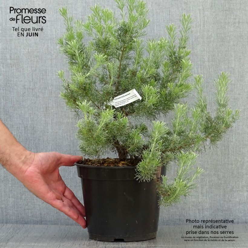 Ejemplar de Adenanthos sericeus - Adenatos Maceta 2L/3L entregado en verano