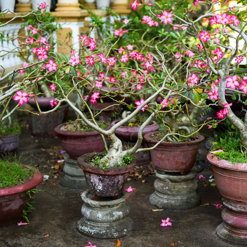 Rosa del desierto - Adenium obesum (Porte)