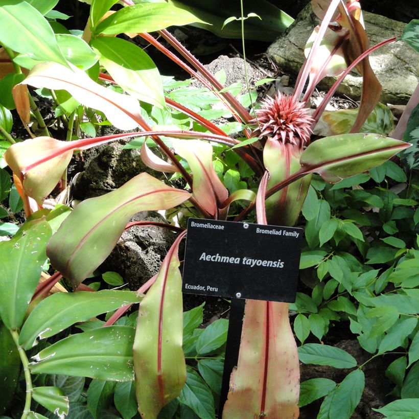 Aechmea tayoensis (Porte)