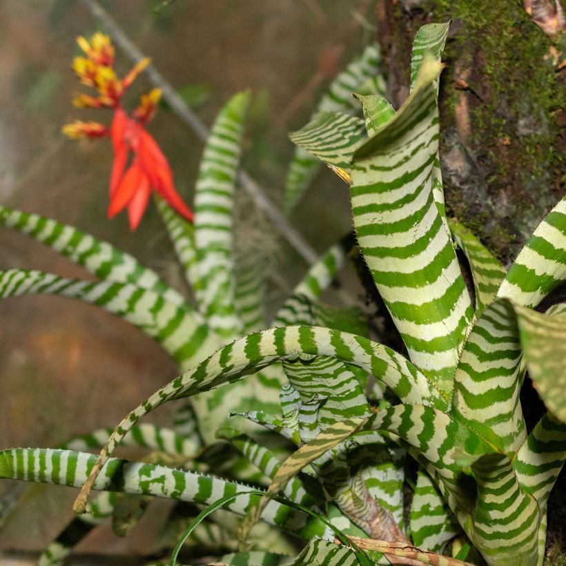 Aechmea Rebecca (Follaje)