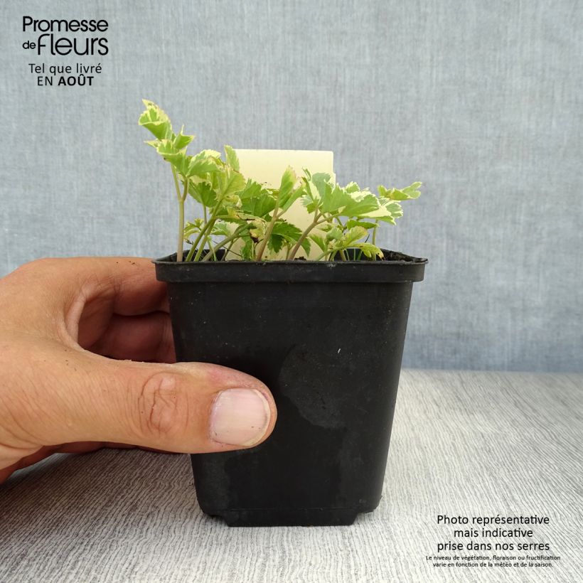 Ejemplar de Aegopodium podagaria Variegata Maceta de 7/8 cm entregado en verano