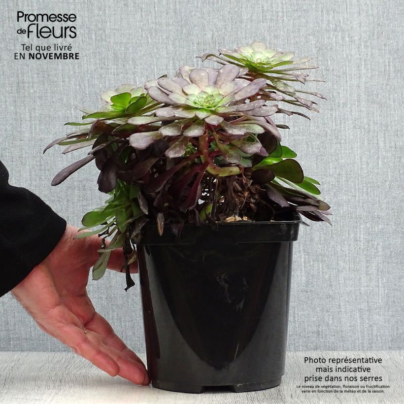 Ejemplar de Aeonium arboreum Garnet Maceta 3L/4L entregado en otoño