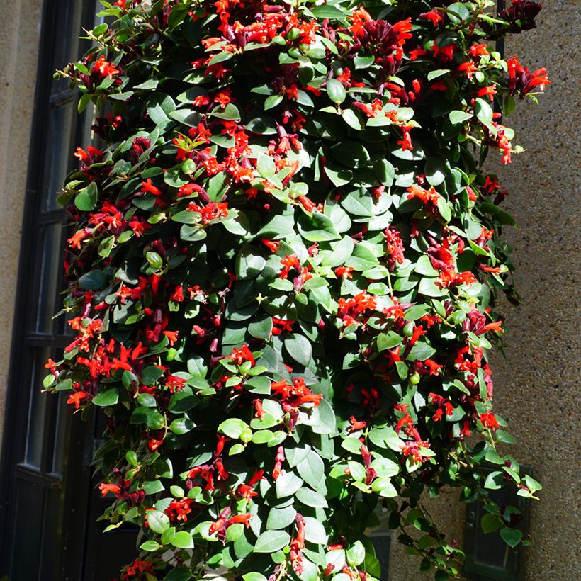 Aeschynanthus Mona Lisa (Porte)