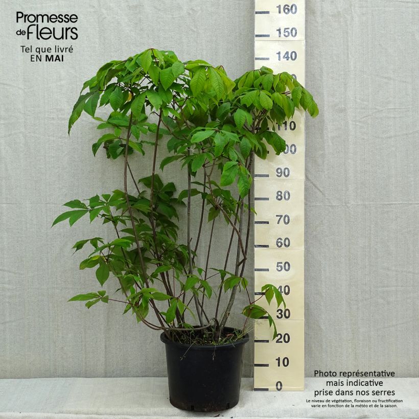Aesculus parviflora - Castaño de hojas pequeñas Maceta 20L/25LAltura de entrega aprox. 80/100cm Ejemplar entregado en la primavera