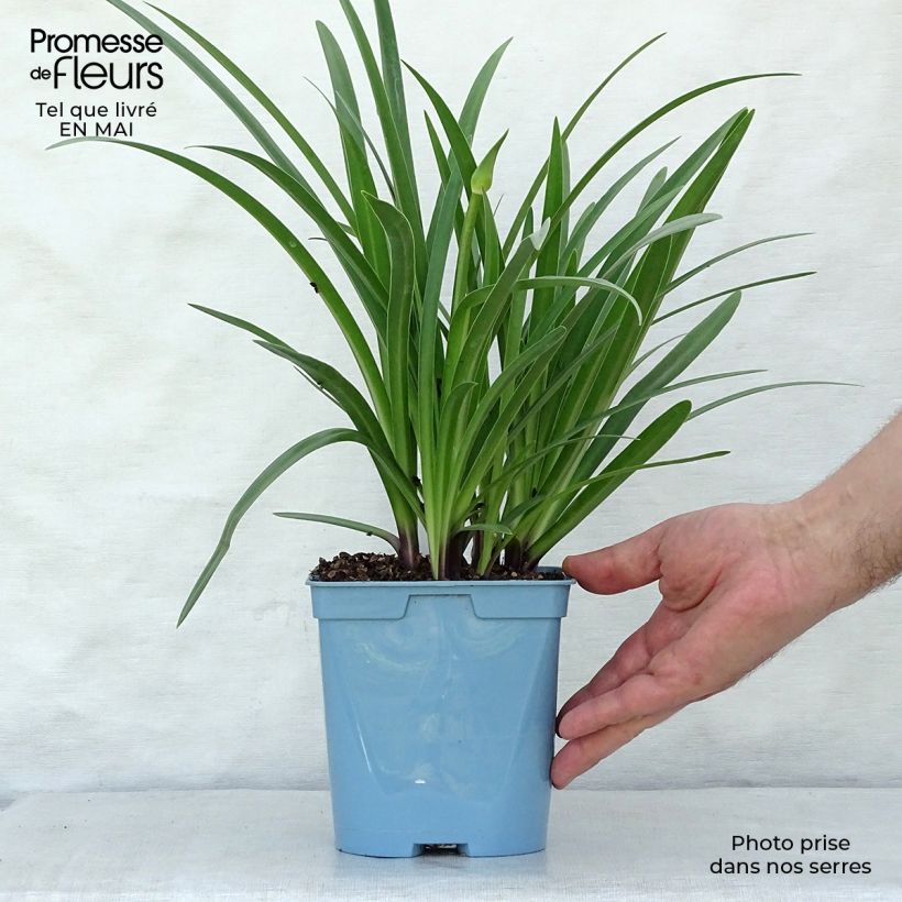 Agapanto Black Buddhist Maceta 2L/3L Ejemplar entregado en la primavera