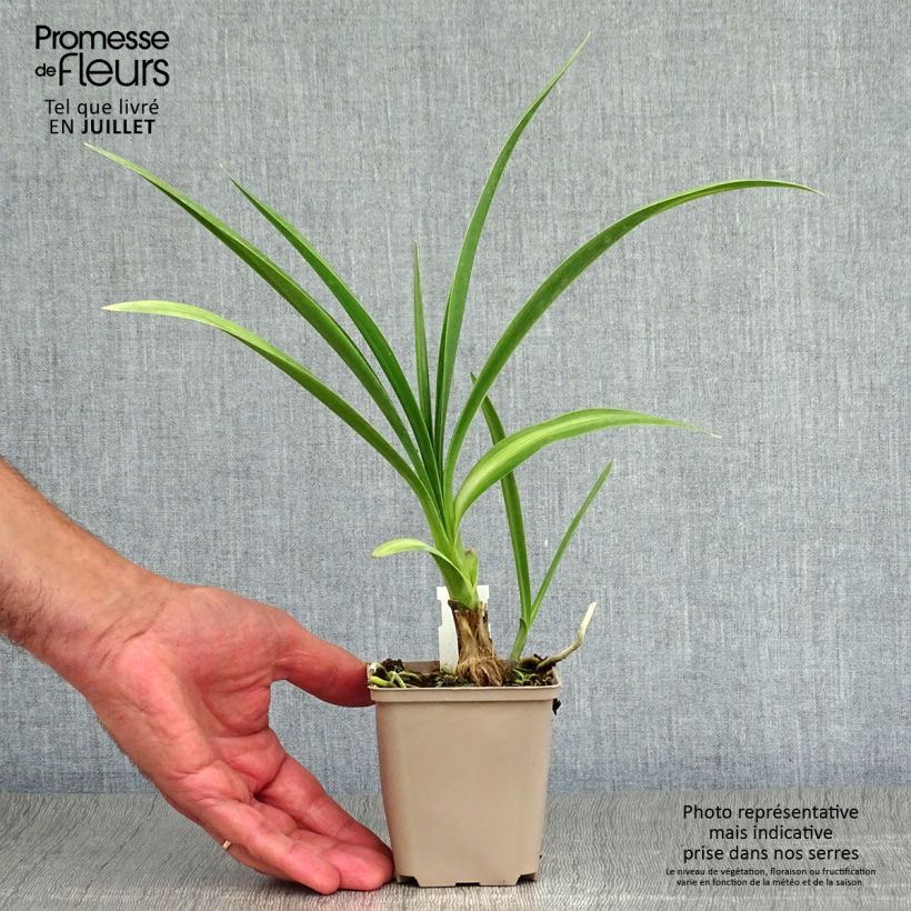 Ejemplar de Agapanto inapertus Black Magic Maceta de 8/9 cm entregado en verano