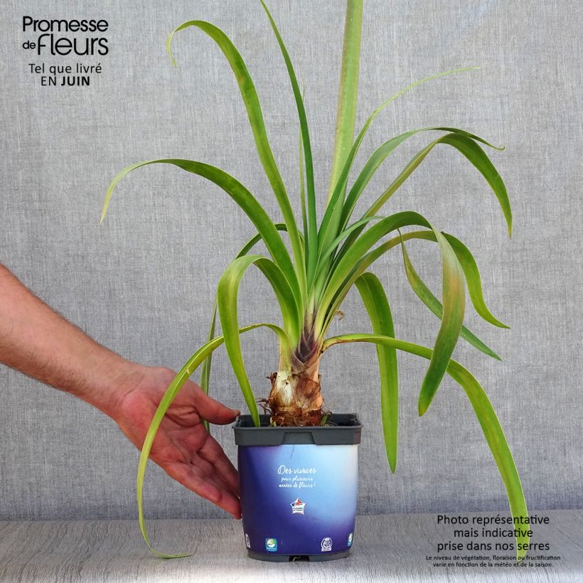 Ejemplar de Agapanto Black Pantha Maceta 2L/3L entregado en verano