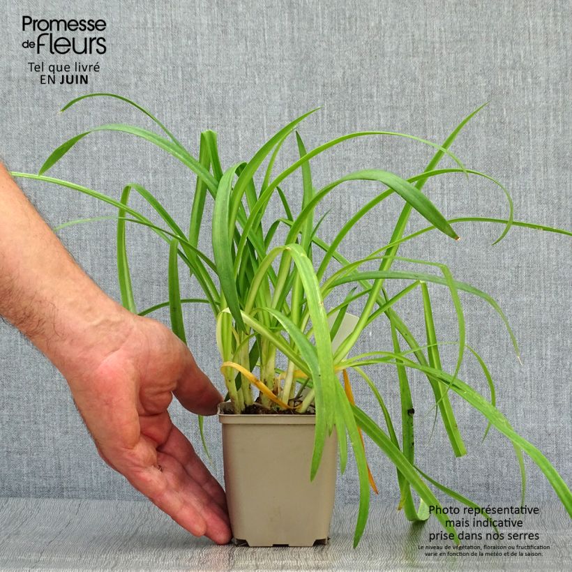 Ejemplar de Agapanto Brilliant Blue Maceta de 8/9 cm entregado en verano
