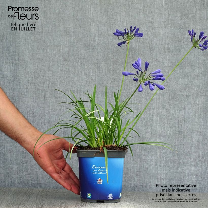 Ejemplar de Agapanto Brilliant Blue Maceta 2L/3L entregado en verano