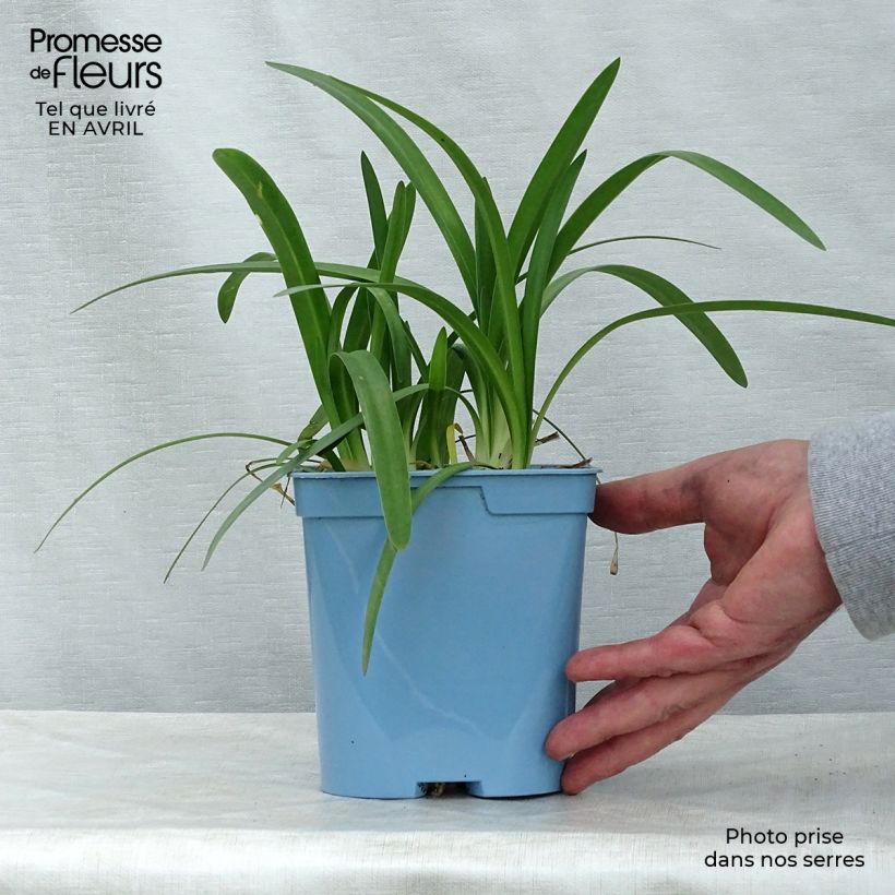Agapanto Charlotte Maceta 2L/3L Ejemplar entregado en la primavera