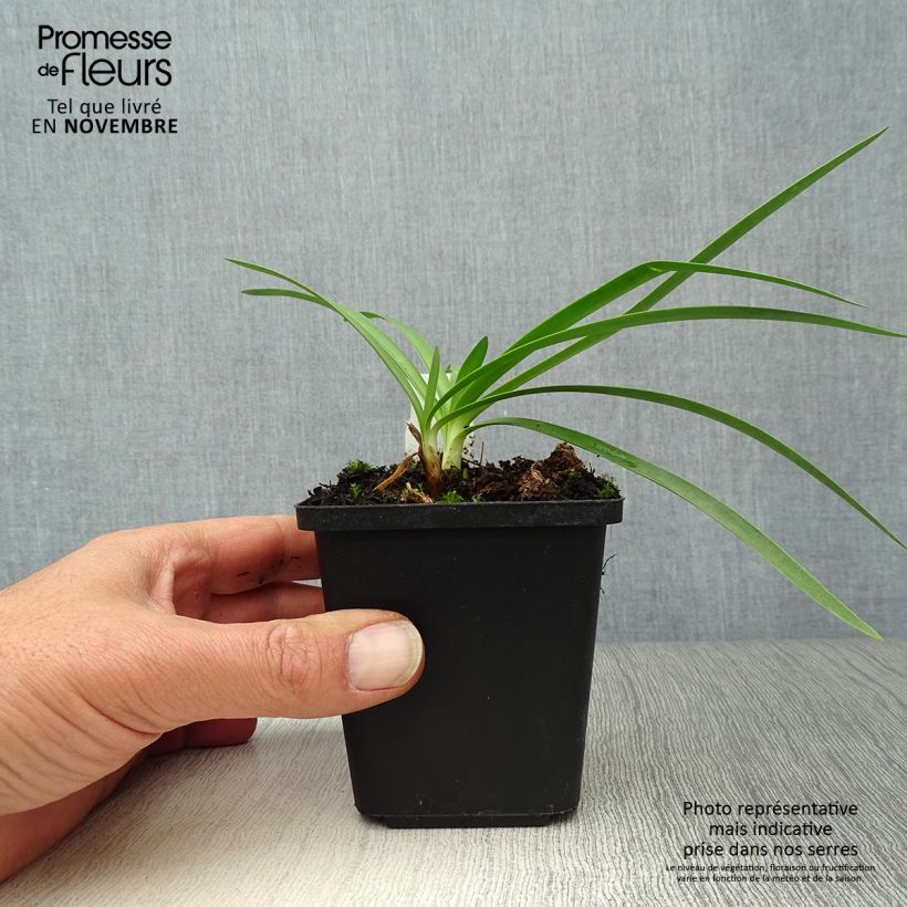 Ejemplar de Agapanto Double Diamond Maceta de 8/9 cm entregado en otoño
