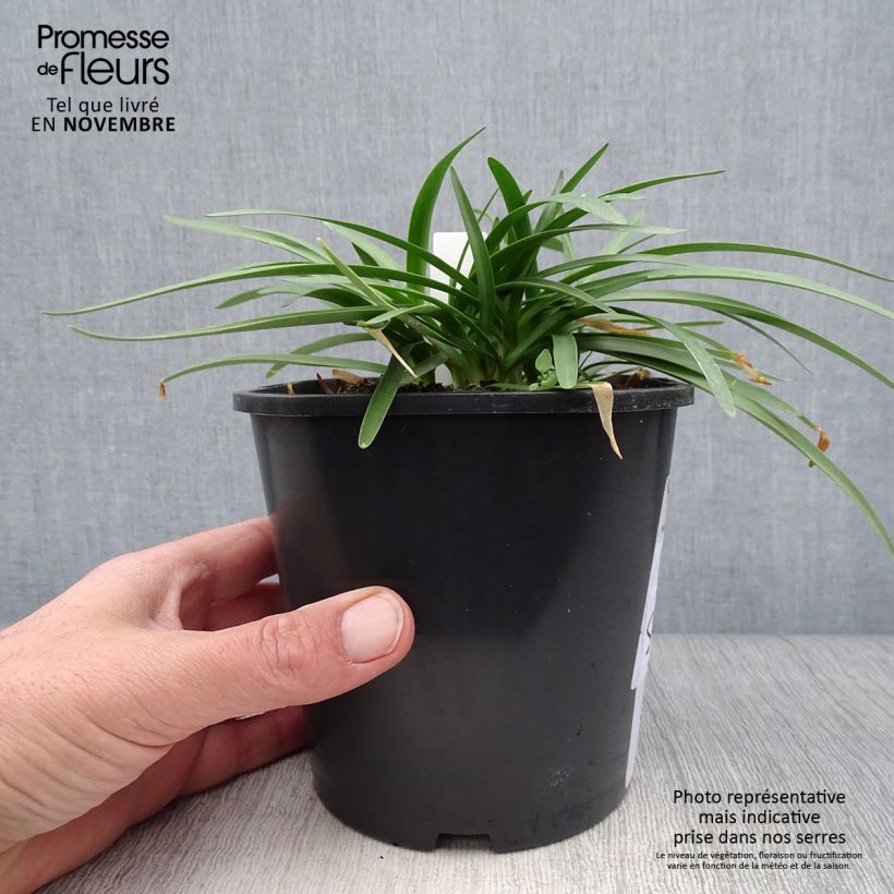Ejemplar de Agapanto Double Diamond Maceta 2L/3L entregado en otoño