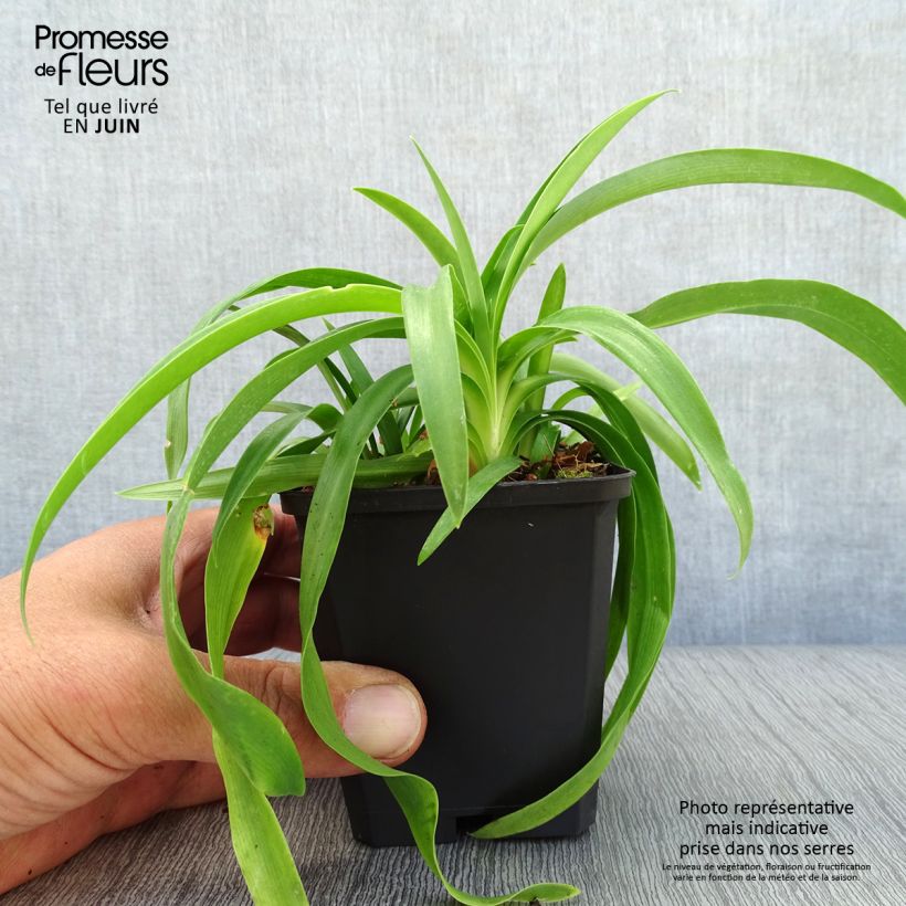 Ejemplar de Agapanto Enigma Maceta de 8/9 cm entregado en verano