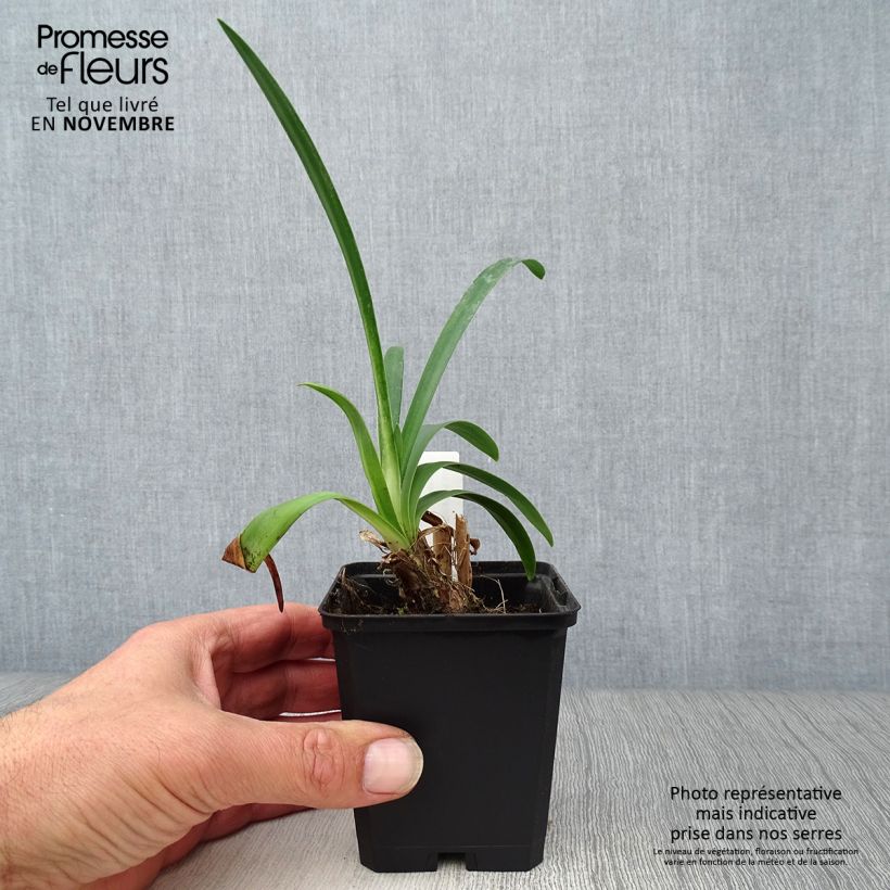 Ejemplar de Agapanto Headbourne Blue Maceta de 8/9 cm entregado en otoño