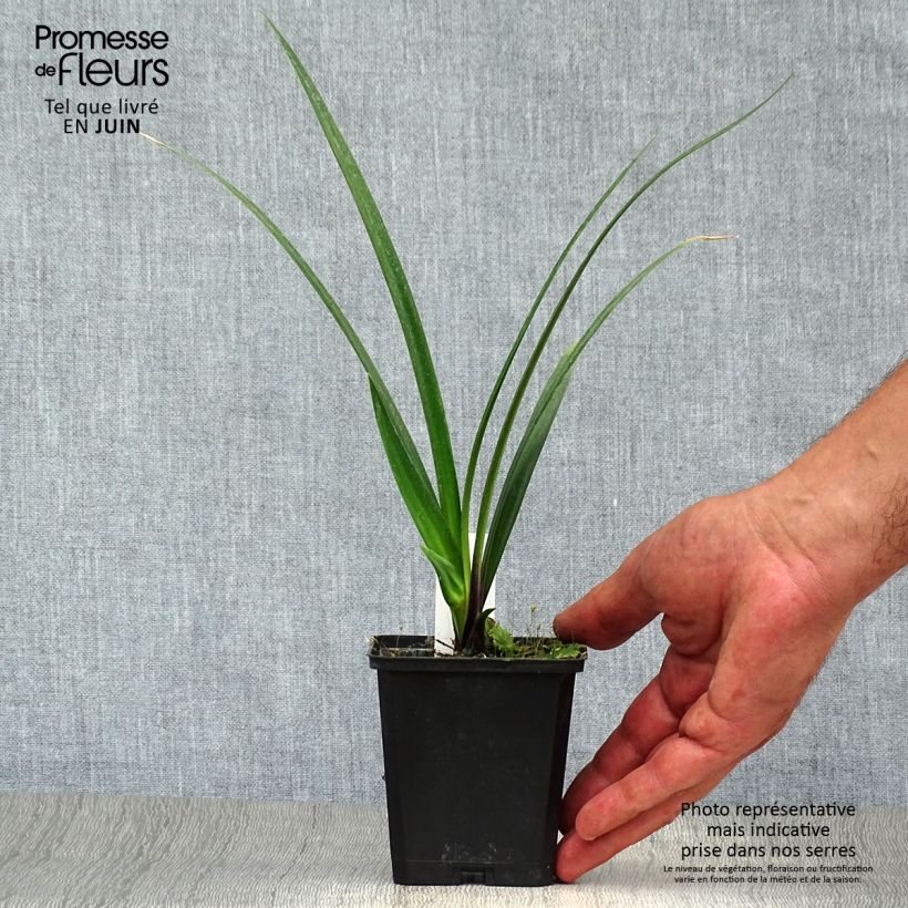 Ejemplar de Agapanto Northern Star Maceta de 8/9 cm entregado en verano