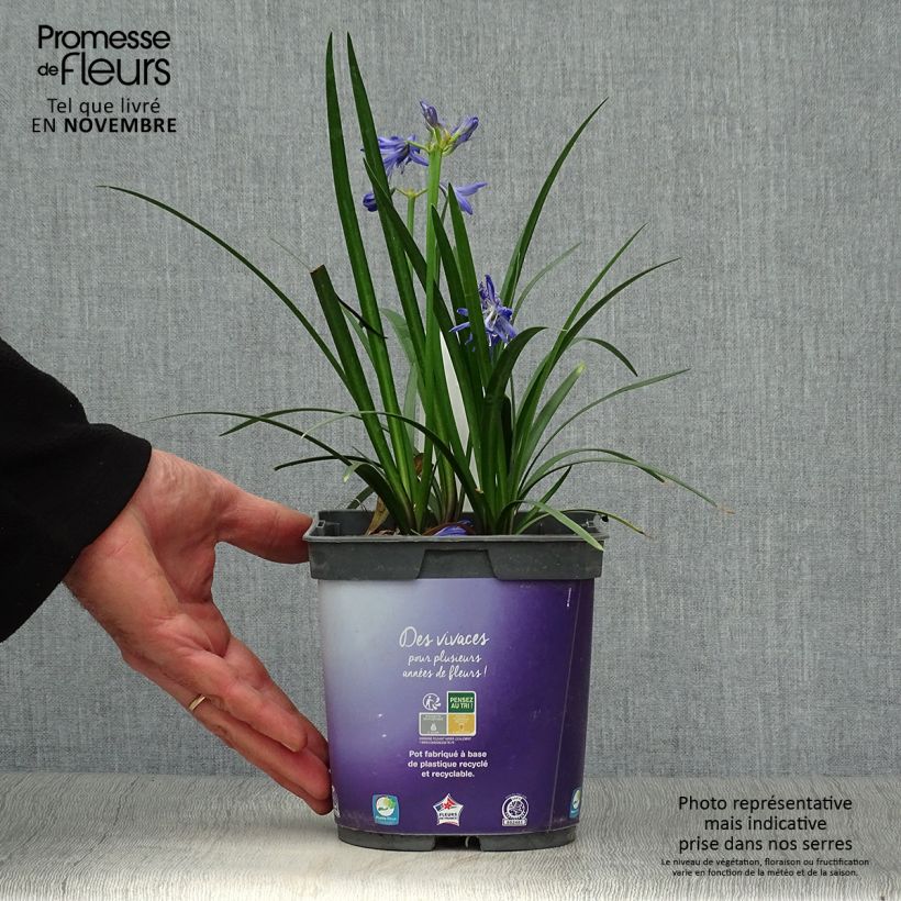 Ejemplar de Agapanto Northern Star Maceta 2L/3L entregado en otoño
