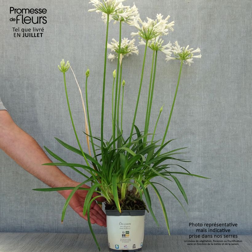 Ejemplar de Agapanto Pitchoune White Maceta 2L/3L entregado en verano