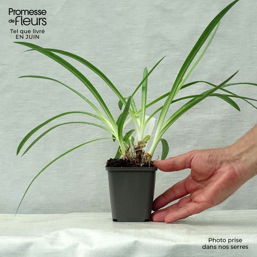 Ejemplar de Agapanto Polar Ice Maceta de 8/9 cm entregado en verano
