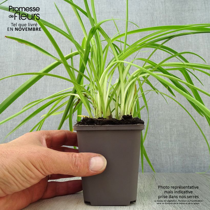 Ejemplar de Agapanto Purple Cloud Maceta de 8/9 cm entregado en otoño