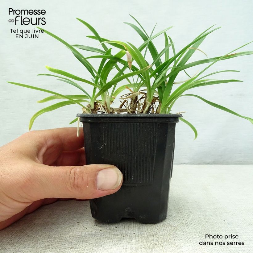 Ejemplar de Agapanto Rosewarne Maceta de 8/9 cm entregado en verano