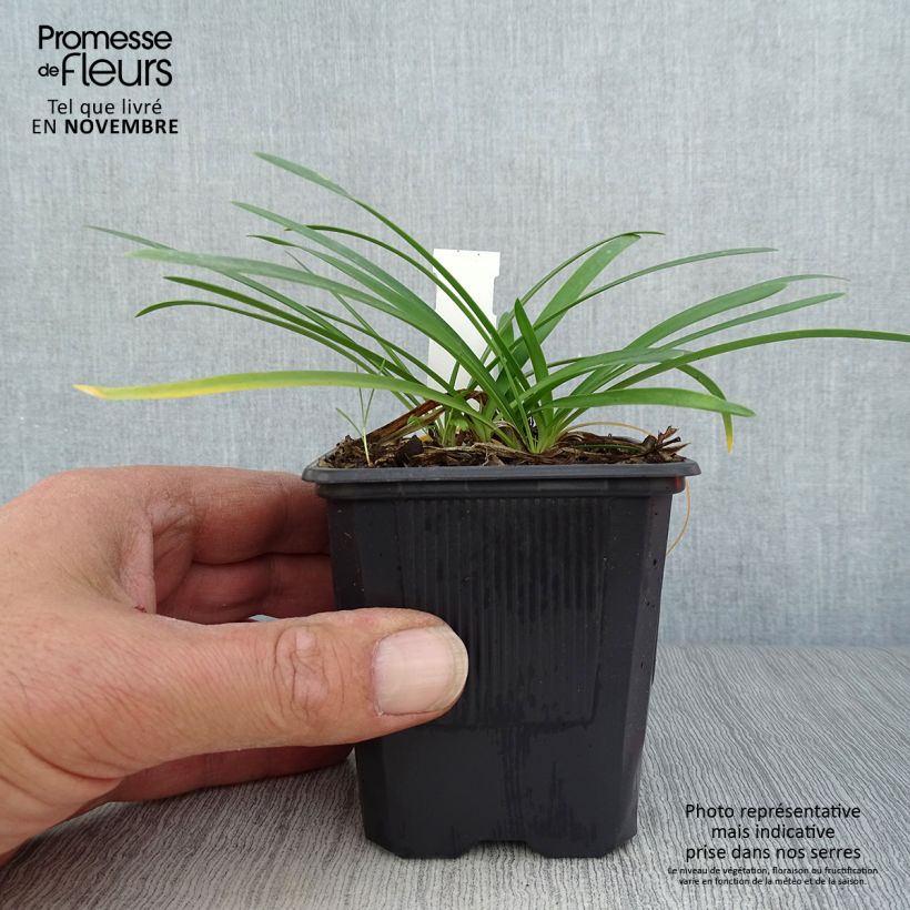Ejemplar de Agapanto Rosewarne Maceta de 8/9 cm entregado en otoño