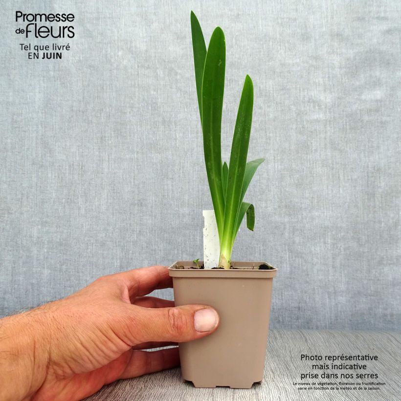 Ejemplar de Agapanto White Heaven Maceta de 8/9 cm entregado en verano