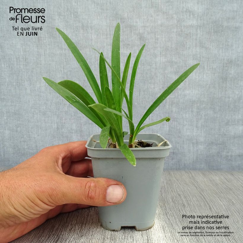 Ejemplar de Agapanto umbellatus Albus Maceta de 7/8 cm entregado en verano