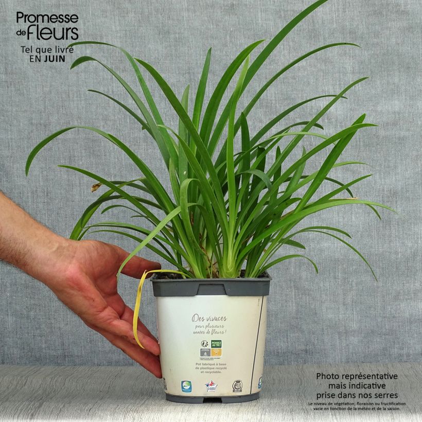 Ejemplar de Agapanto umbellatus Albus Maceta 2L/3L entregado en verano