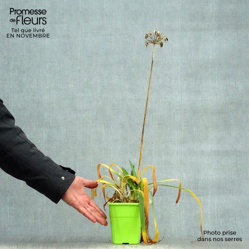 Ejemplar de Agapanto Ever Sapphire Maceta 1,5L/2L entregado en otoño