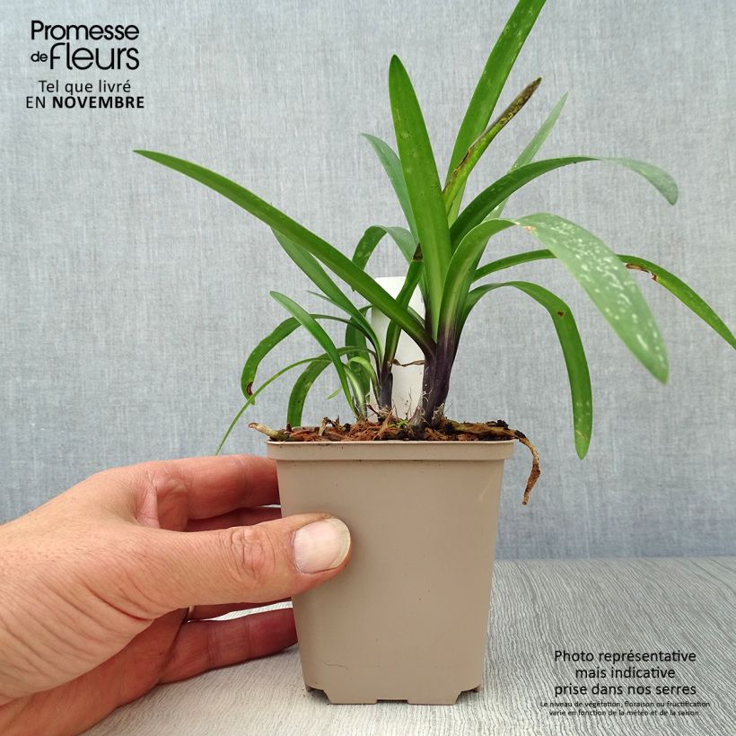 Ejemplar de Agapanto Poppin’ Purple Maceta de 8/9 cm entregado en otoño