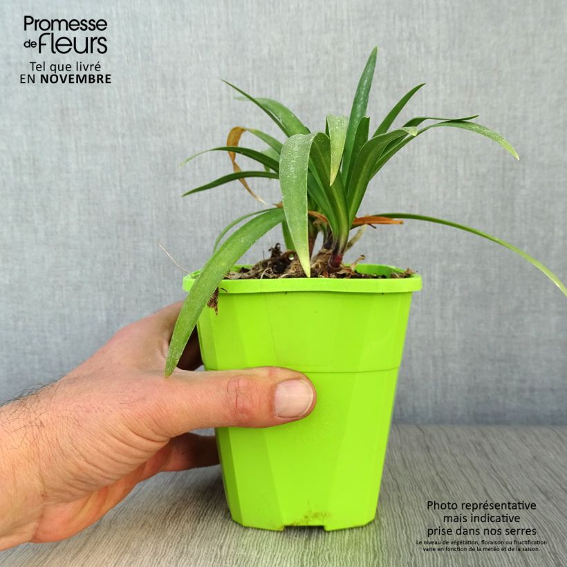 Ejemplar de Agapanto Poppin’ Purple Maceta 1,5L/2L entregado en otoño