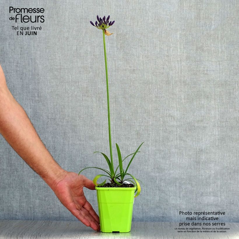 Ejemplar de Agapanto Poppin’ Purple Maceta 1,5L/2L entregado en verano
