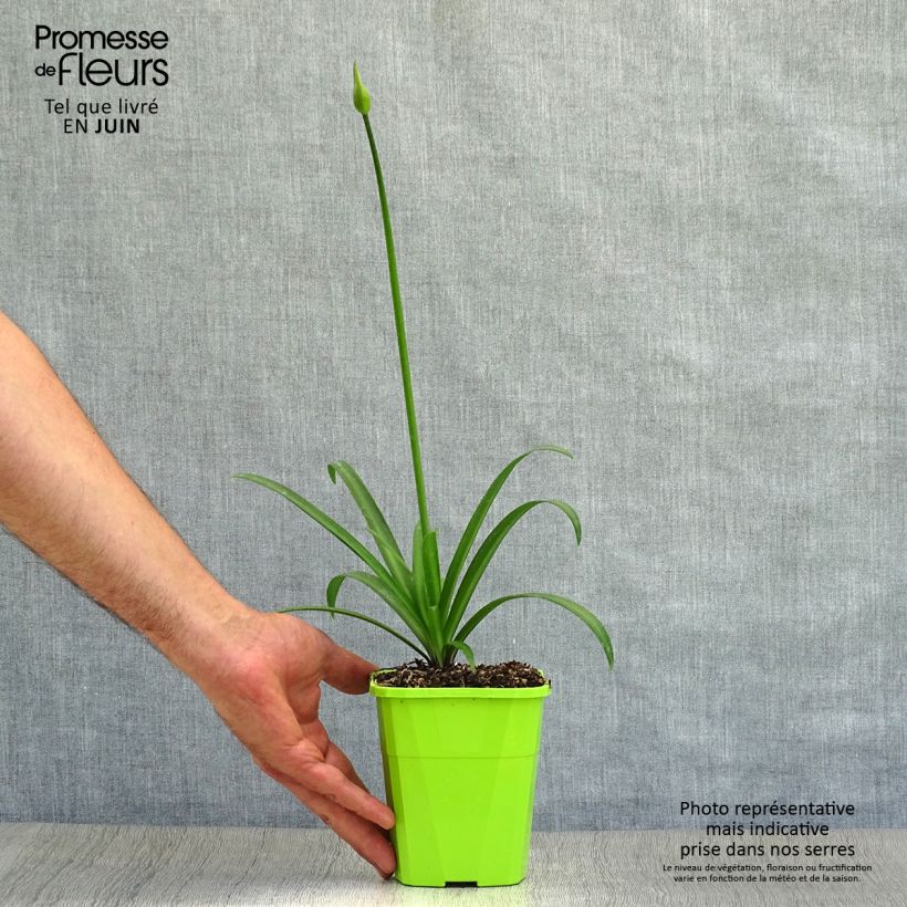 Ejemplar de Agapanto Poppin’ Star Maceta 1L/1,5L entregado en verano