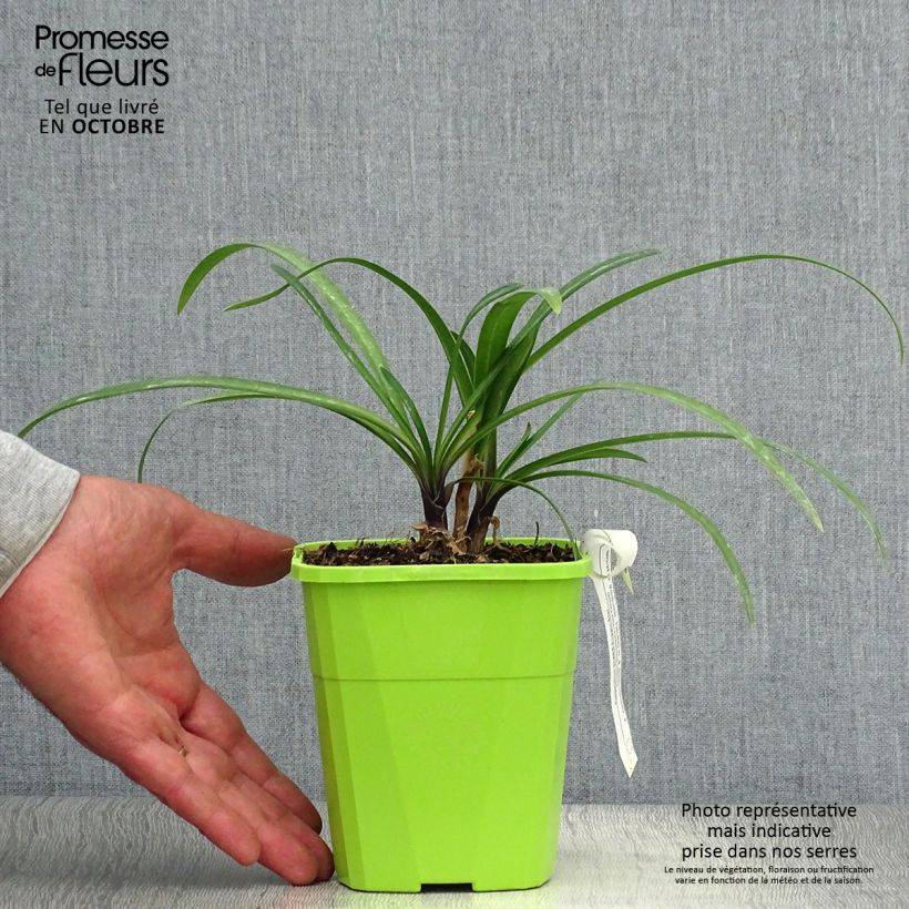 Ejemplar de Agapanto Poppin’ Star Maceta 3L/4L entregado en otoño