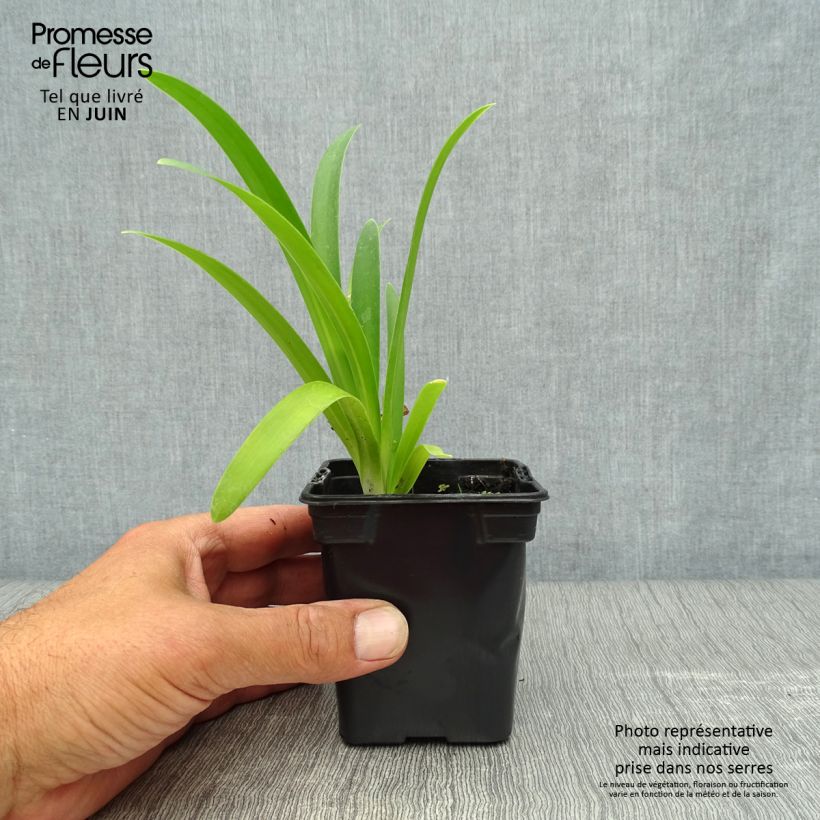 Ejemplar de Agapanto umbellatus Maceta de 7/8 cm entregado en verano