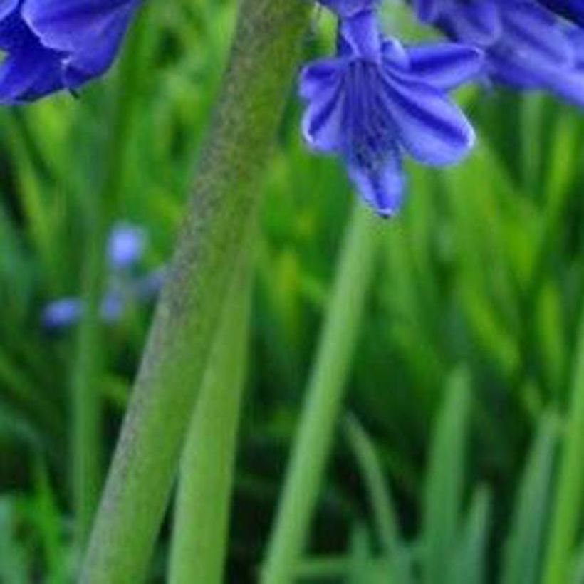 Agapanto Midnight Blue (Follaje)