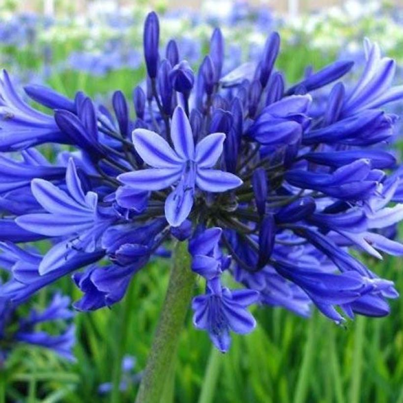 Agapanto Midnight Blue (Floración)