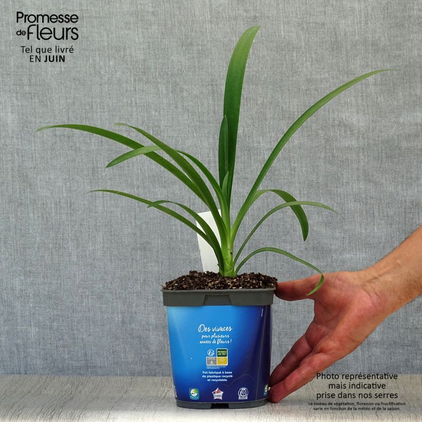 Ejemplar de Agapanto umbellatus Maceta 2L/3L entregado en verano