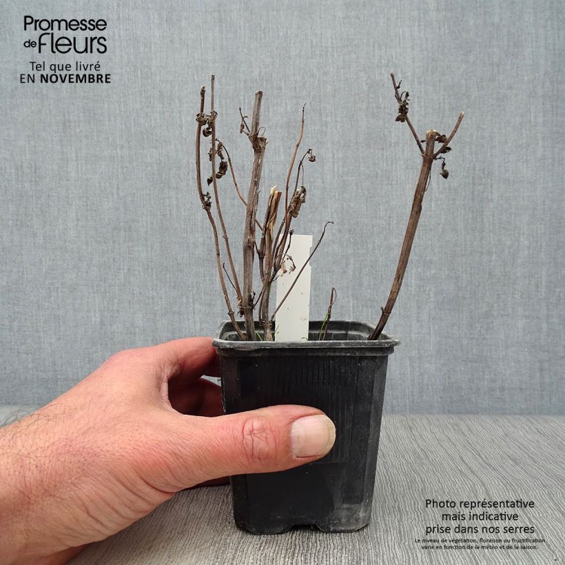 Ejemplar de Agastache foeniculum Black Adder Maceta de 8/9 cm entregado en otoño