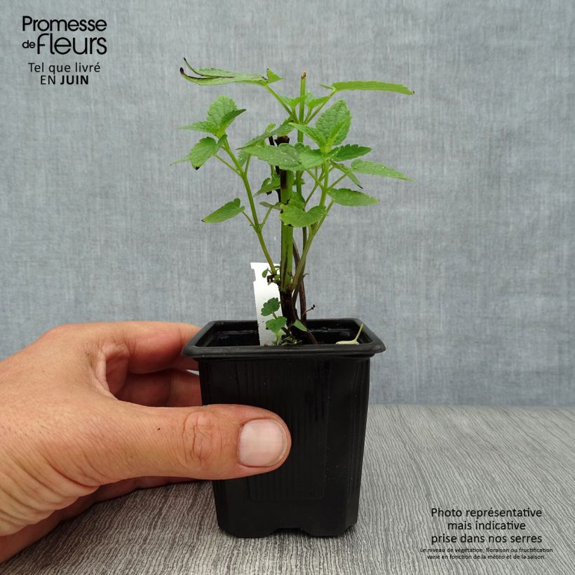 Ejemplar de Agastache foeniculum Black Adder Maceta de 8/9 cm entregado en verano