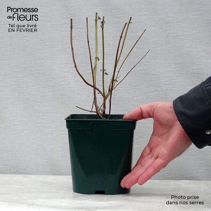 Agastache foeniculum Black Adder Maceta 2L/3L Ejemplar entregado en invierno