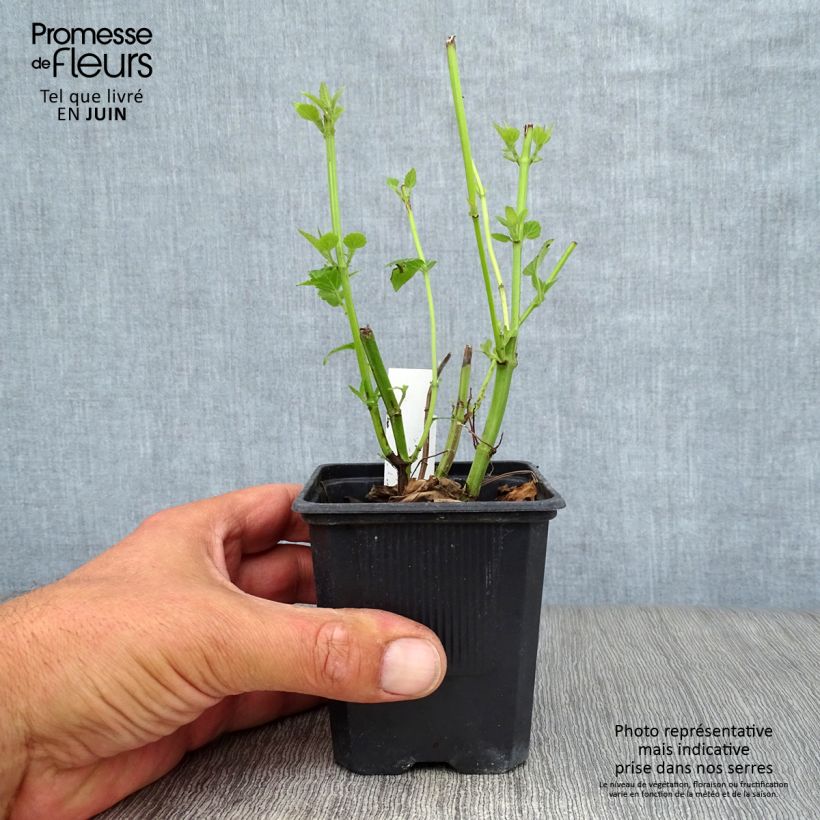 Ejemplar de Agastache Blue Fortune en godet entregado en verano
