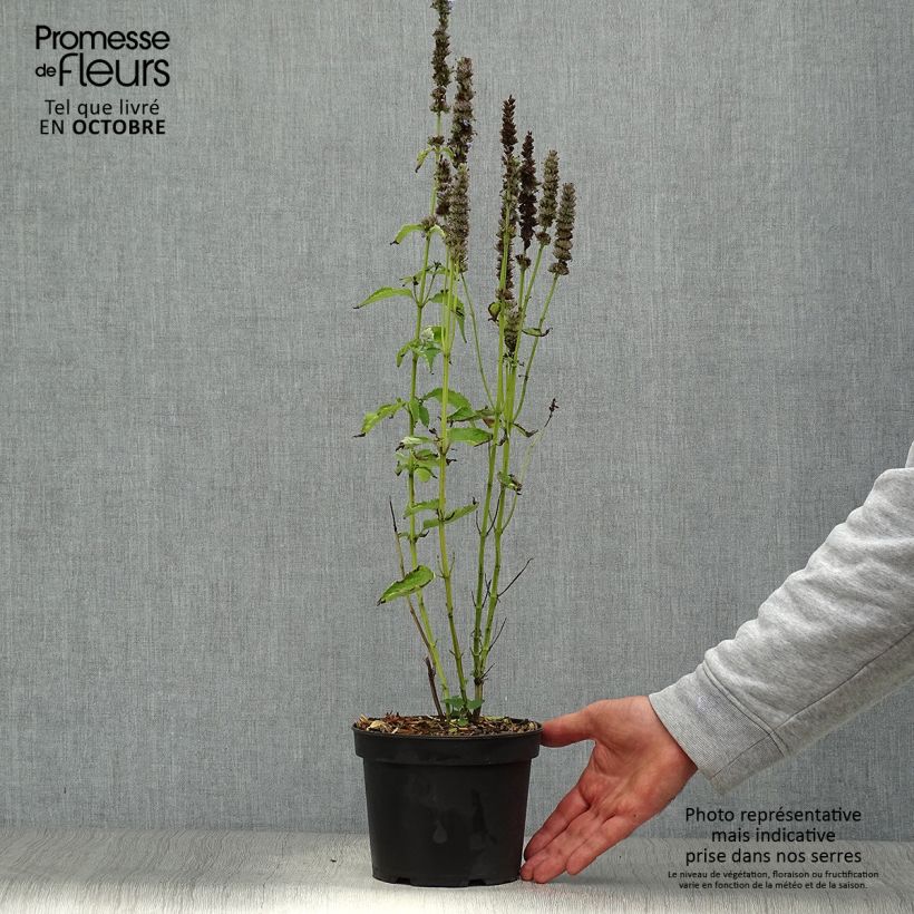 Ejemplar de Agastache Blue Fortune Maceta 2L/3L entregado en otoño