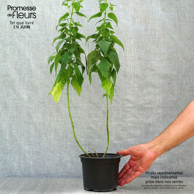 Ejemplar de Agastache Blue Fortune en pot de 2L/3L entregado en verano