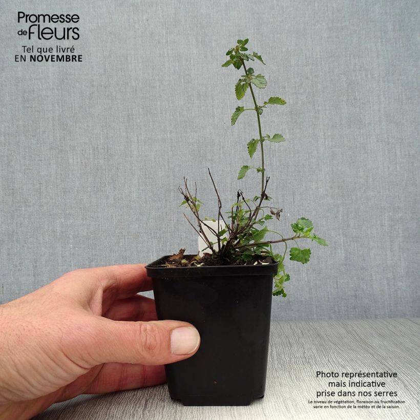 Ejemplar de Agastache Kudos Mandarin Maceta de 8/9 cm entregado en otoño