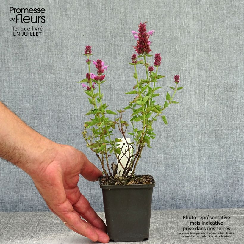 Ejemplar de Agastache Poquito Lavender Maceta de 8/9 cm entregado en verano