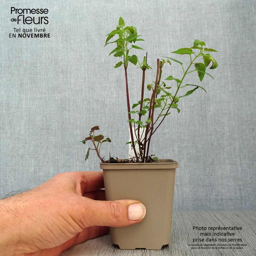 Ejemplar de Agastache Serpentine Maceta de 8/9 cm entregado en otoño